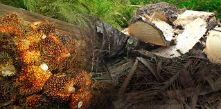 Oil Palm Biomass Nanocellulose -UPM