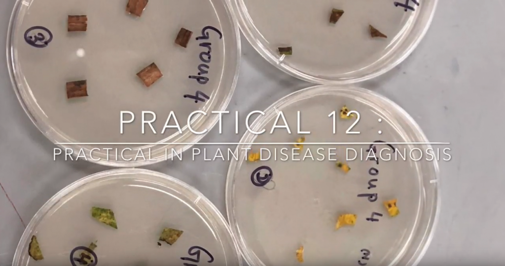 Practical in Plant Disease Diagnosis | UPM