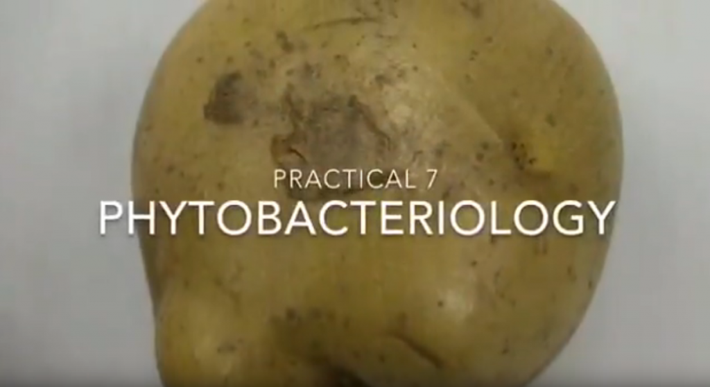 Phytobacteriology | UPM