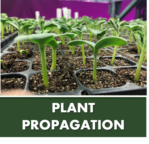 PLANT PROPAGATION