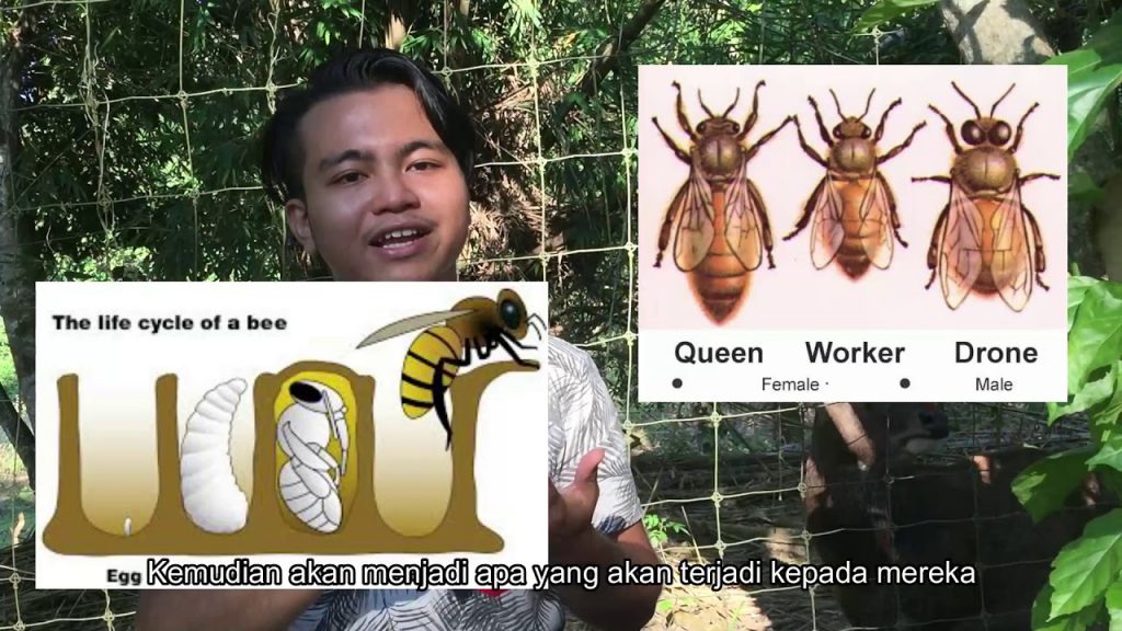 Stingless Bee of UPM Bintulu Campus