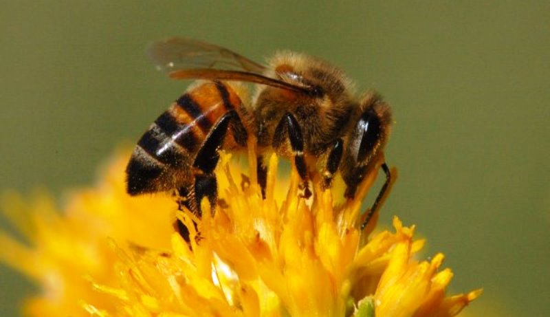 Cara Menangkap Lebah Madu di UPM/Kebun Bandar