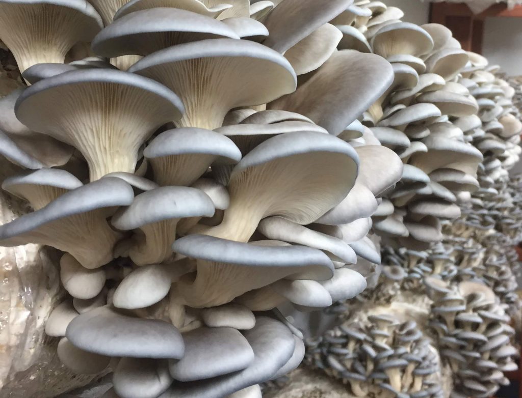 Cultivation of Grey Oyster Mushroom