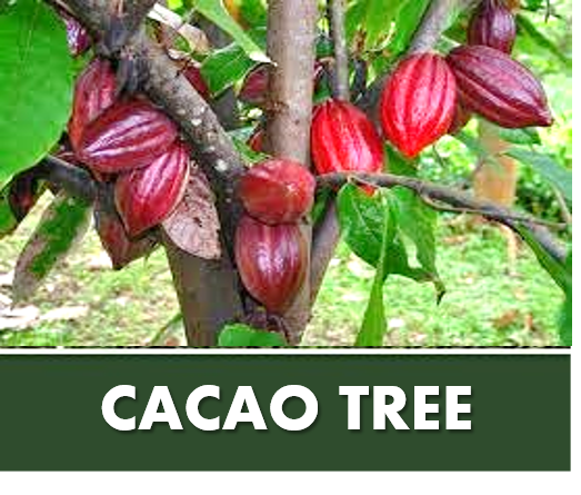 CACAO TREE