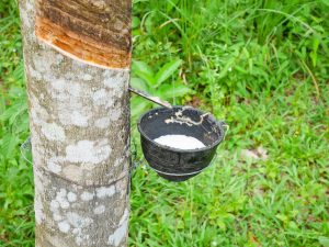 Rubber Tree ( Ladang Getah )UPM