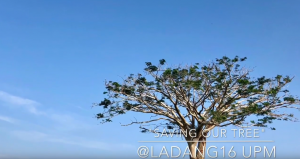 Proses baikpulih & pembajaan pokok ikon di Ladang 16 UPM (Save our tree)