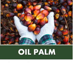 OIL PALM