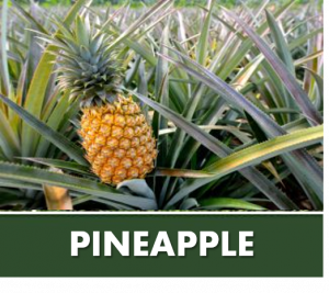 PINEAPPLE