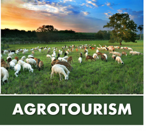 AGROTOURISM