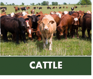 CATTLE