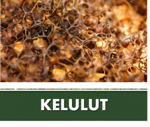 AGROPRENEUR : KELULUT HONEY INDUSTRY