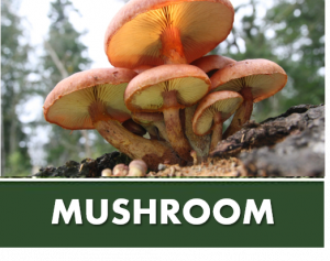 MUSHROOM