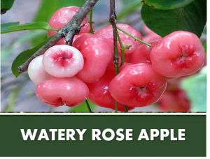 WATERY ROSE APPLE