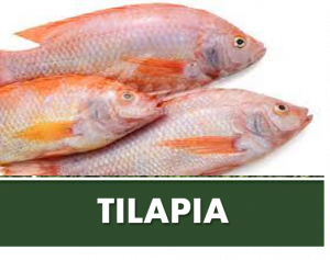 TILAPIA