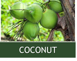 COCONUT