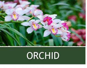 ORCHID