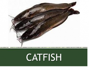 CATFISH