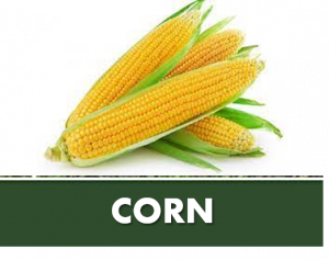 CORN/MAIZE