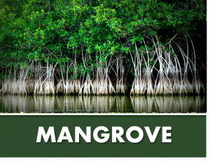 MANGROVE