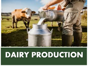 DAIRY PRODUCTION