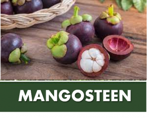 MANGOSTEEN