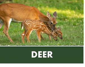 DEER