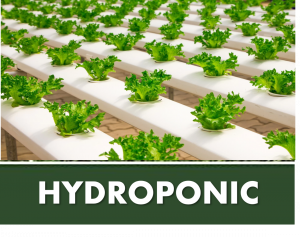 HYDROPONIC