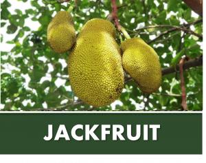 JACKFRUIT