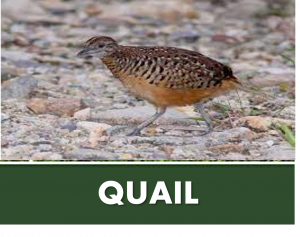 QUAIL