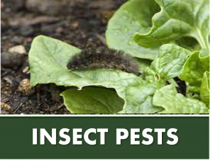 INSECT PESTS