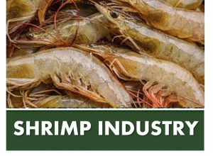 SHRIMP INDUSTRY