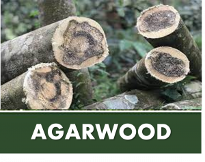 AGARWOOD