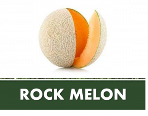 ROCK MELON