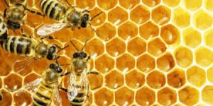 HONEY BEE