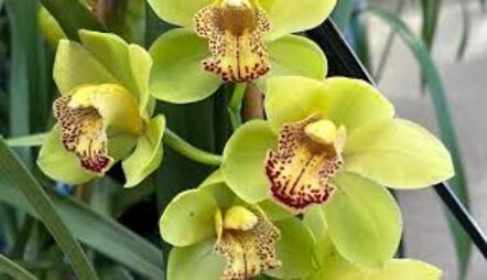 ORCHID