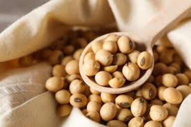 SOYBEAN