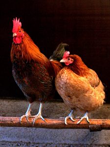 CHICKEN