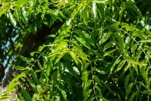 NEEM